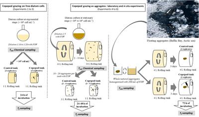 Copepod Grazing Influences Diatom Aggregation and Particle Dynamics